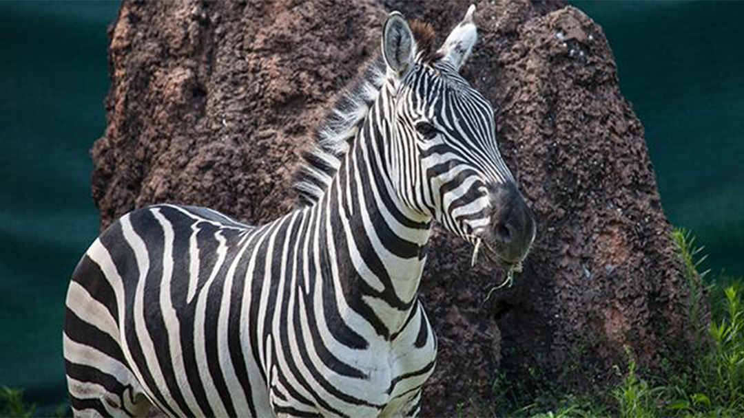 2 Plains Zebras Debut at Lincoln Park Zoo | Chicago News | WTTW
